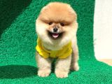 Prenses Kızımız Pomeranian