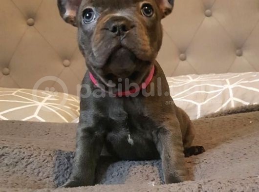 Fransız Bulldog Fazla Söze Gerek Yok görsel