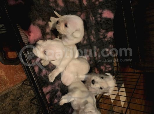 Schnauzer Yavruları görsel