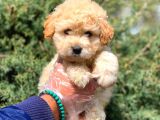 2 Aylık Erkek Ve Dişi Maltipoo Yavrular