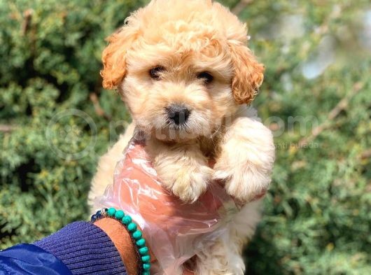 2 Aylık Erkek Ve Dişi Maltipoo Yavrular görsel