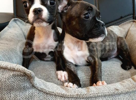 French Bolldog görsel