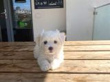 Maltese Yavrular Son Günler