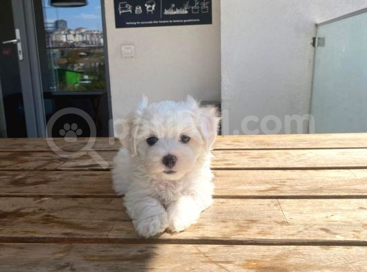 Maltese Yavrular Son Günler görsel