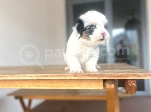 Maltipoo Yavru görsel