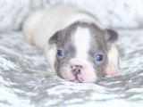 Fransız Bulldog Fazla Söze Gerek Yok