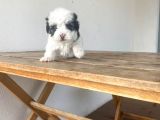 Maltipoo Yavru