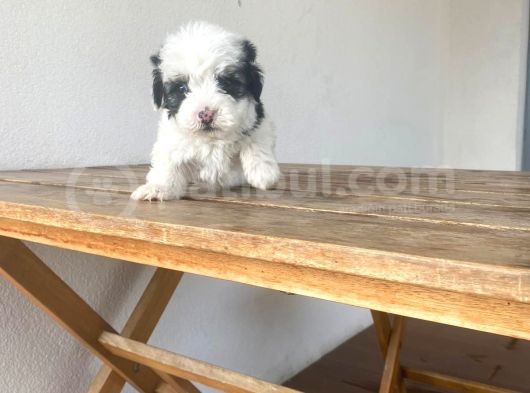 Maltipoo Yavru görsel