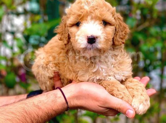 2 Aylik Erkek Ve Di̇şi̇ Malti̇poo Yavrular