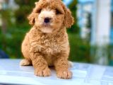 2 Aylik Erkek Ve Di̇şi̇ Malti̇poo Yavrular