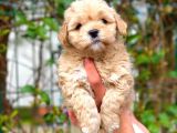 2 Aylik Erkek Ve Di̇şi̇ Malti̇poo Yavrular