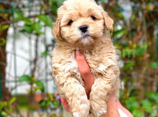 2 Aylik Erkek Ve Di̇şi̇ Malti̇poo Yavrular görsel