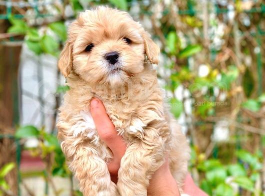 2 Aylik Erkek Ve Di̇şi̇ Malti̇poo Yavrular