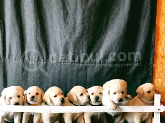 Fci Şecereli Labrador Retriever görsel