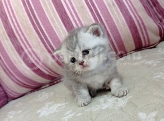 Ev Ortamında Dünyaya Gelen Scottish Fold Ve Scottish Straight Yavrularımız.