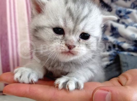 Ev Ortamında Dünyaya Gelen Scottish Fold Ve Scottish Straight Yavrularımız. görsel
