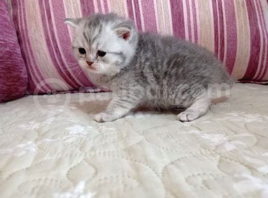 Ev Ortamında Dünyaya Gelen Scottish Fold Ve Scottish Straight Yavrularımız. görsel