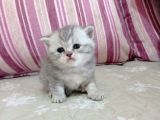 Ev Ortamında Dünyaya Gelen Scottish Fold Ve Scottish Straight Yavrularımız.