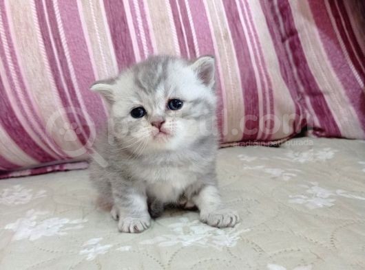 Ev Ortamında Dünyaya Gelen Scottish Fold Ve Scottish Straight Yavrularımız. görsel