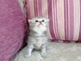 Ev Ortamında Dünyaya Gelen Scottish Fold Ve Scottish Straight Yavrularımız.