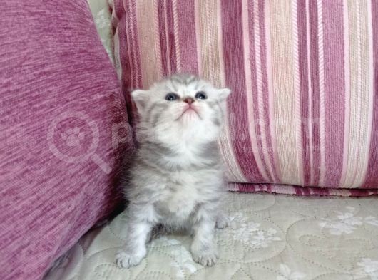 Ev Ortamında Dünyaya Gelen Scottish Fold Ve Scottish Straight Yavrularımız. görsel