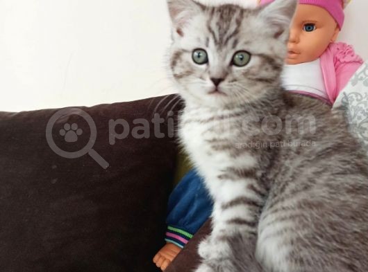 Sevimli Silver Tabby görsel