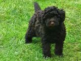 Çikolata Toy Poodle  