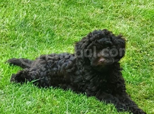 Çikolata Toy Poodle   görsel