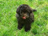 Çikolata Toy Poodle  