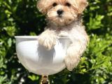 Irkının En İyisi Safkan Morkie Yavrularımız