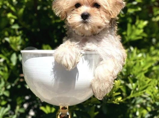 Irkının En İyisi Safkan Morkie Yavrularımız