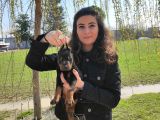 Safkan King Doberman Onaylı Çiftlikten