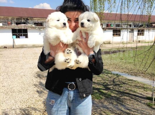 Safkan Samoyed Aşılı Karneli Teslim Garantili görsel