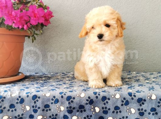 F1 Maltipoo Yavrularımız  