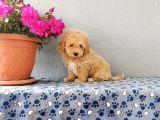 F1 Maltipoo Yavrularımız  
