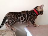 3 Aylık Dişi Bengal Kedisi