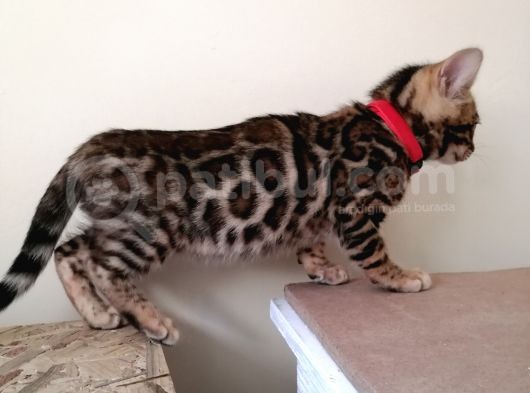 3 Aylık Dişi Bengal Kedisi görsel