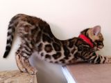 3 Aylık Dişi Bengal Kedisi
