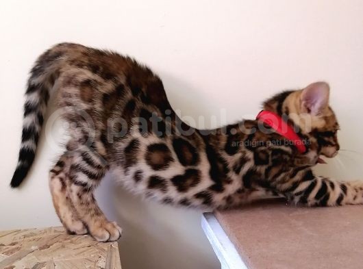 3 Aylık Dişi Bengal Kedisi görsel