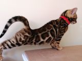 3 Aylık Dişi Bengal Kedisi