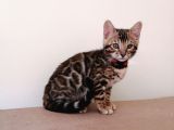 3 Aylık Dişi Bengal Kedisi