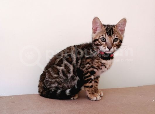 3 Aylık Dişi Bengal Kedisi