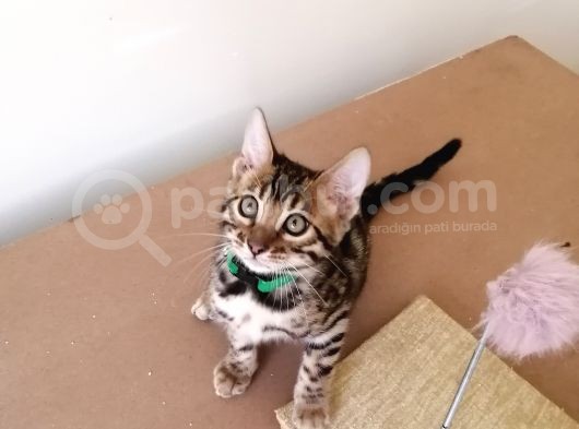 3 Aylık Erkek Bengal Kedisi görsel