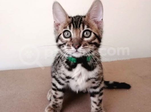 3 Aylık Erkek Bengal Kedisi görsel