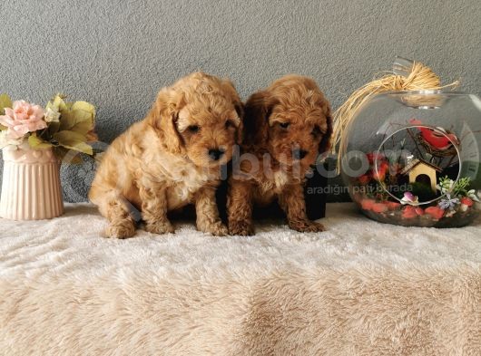 Minyatür Poodle Yavrularımız   görsel