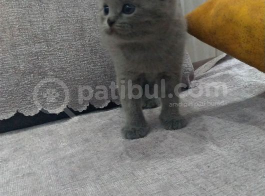Safkan Irk, Ayi Suratli Tombi̇k Bebi̇şleri̇m görsel