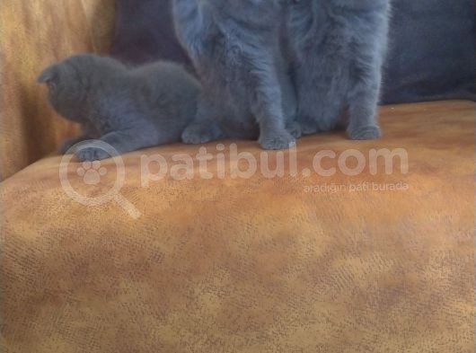 Safkan Irk, Ayi Suratli Tombi̇k Bebi̇şleri̇m