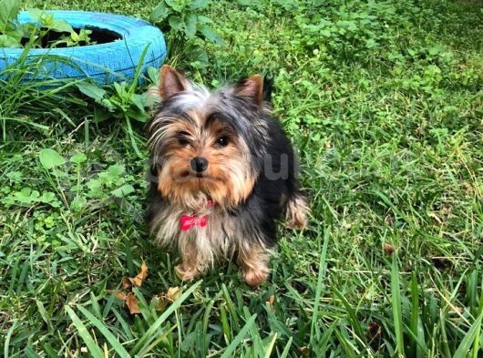 Yorkshire Terrier görsel