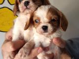 Cavalier King Charles Bebekler