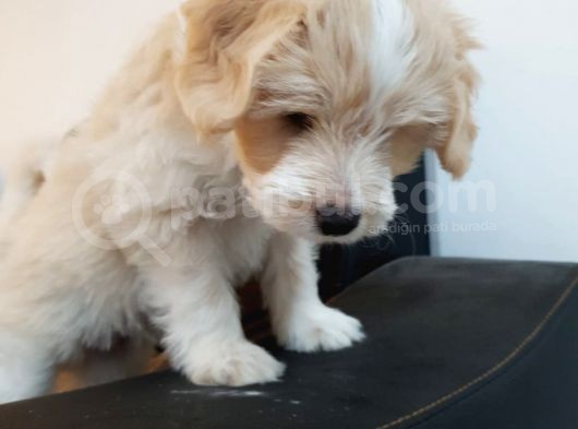 Malti̇poo Yavrulari görsel